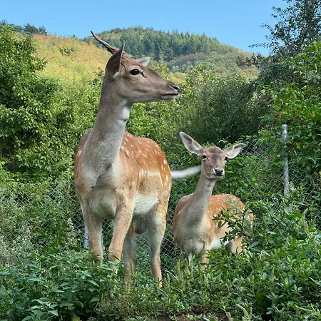 комплекс ванката Konukevi